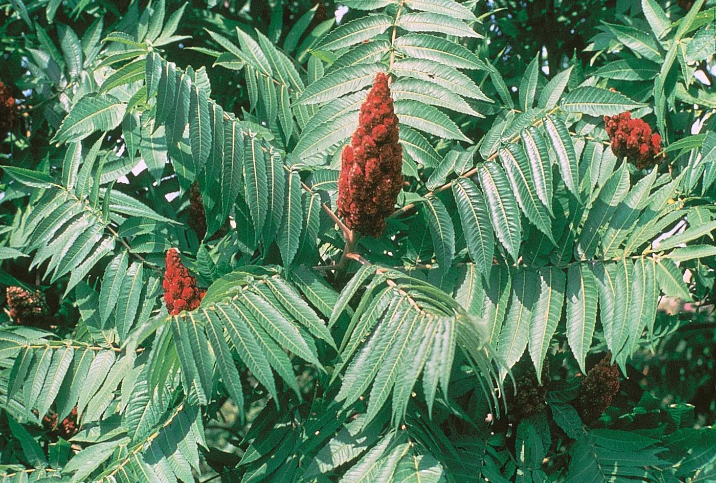 Essigbaum
