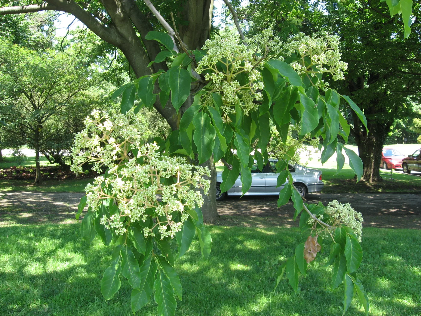 Bienenbaum
