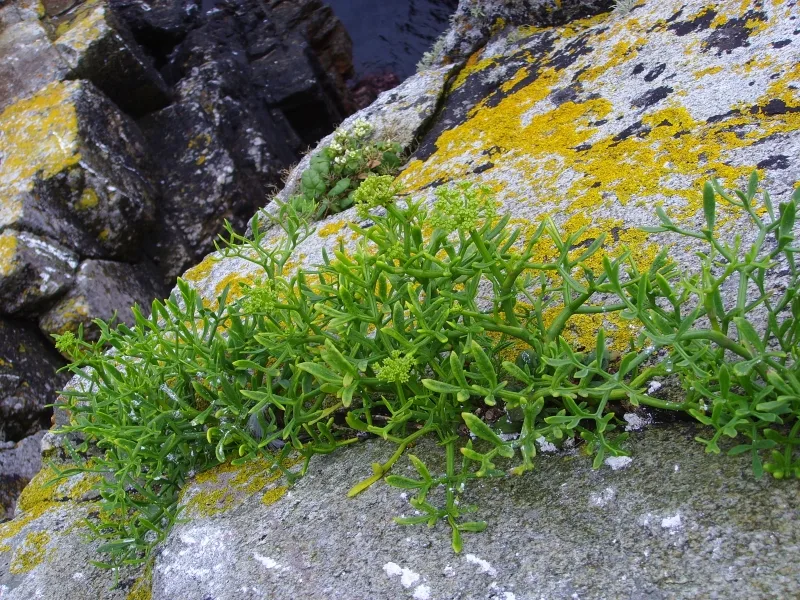 Meerfenchel