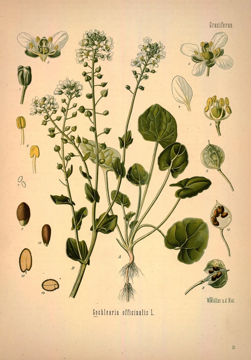 Löffelkraut