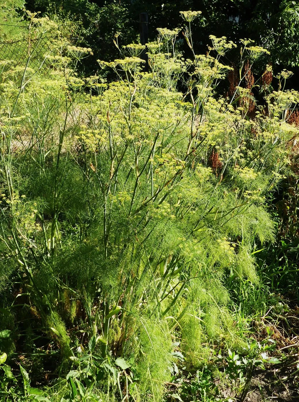 Knollenfenchel