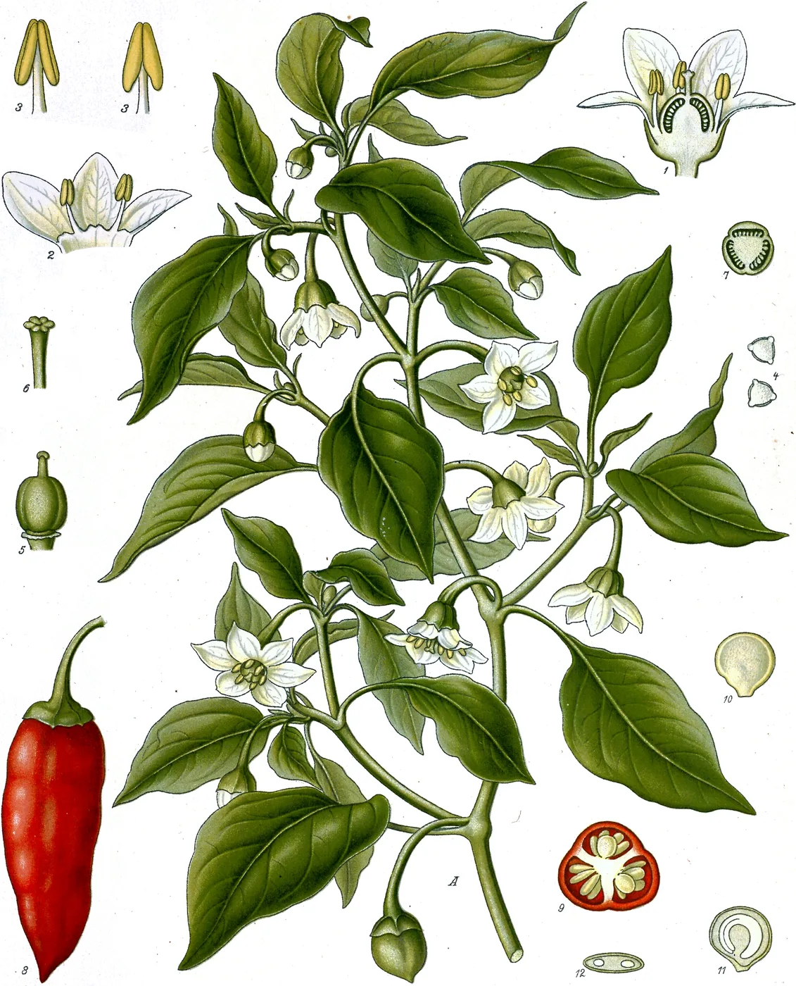 Peperoni