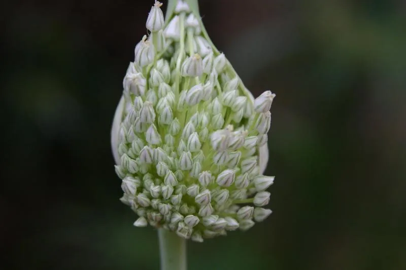 Elefantenknoblauch