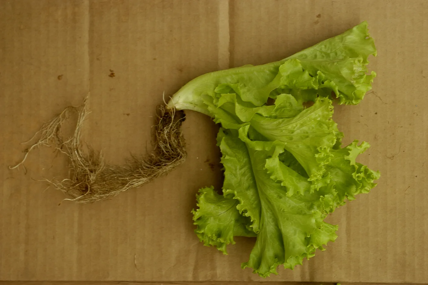 Eissalat