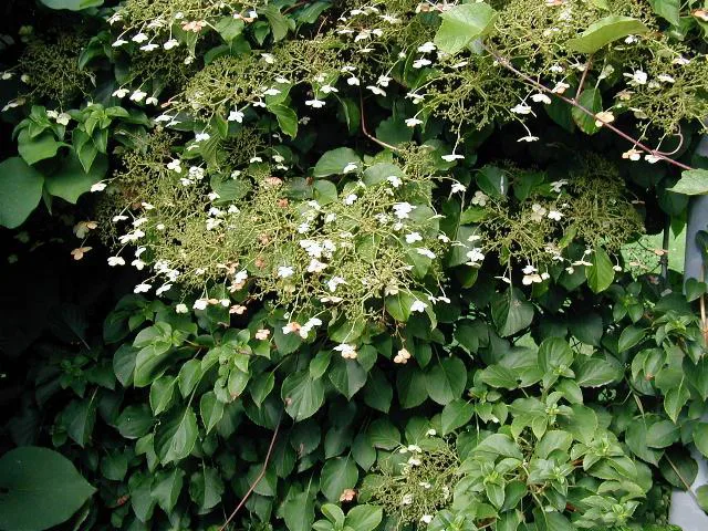 Kletterhortensie