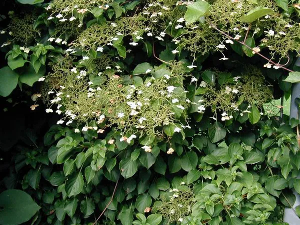 Kletterhortensie