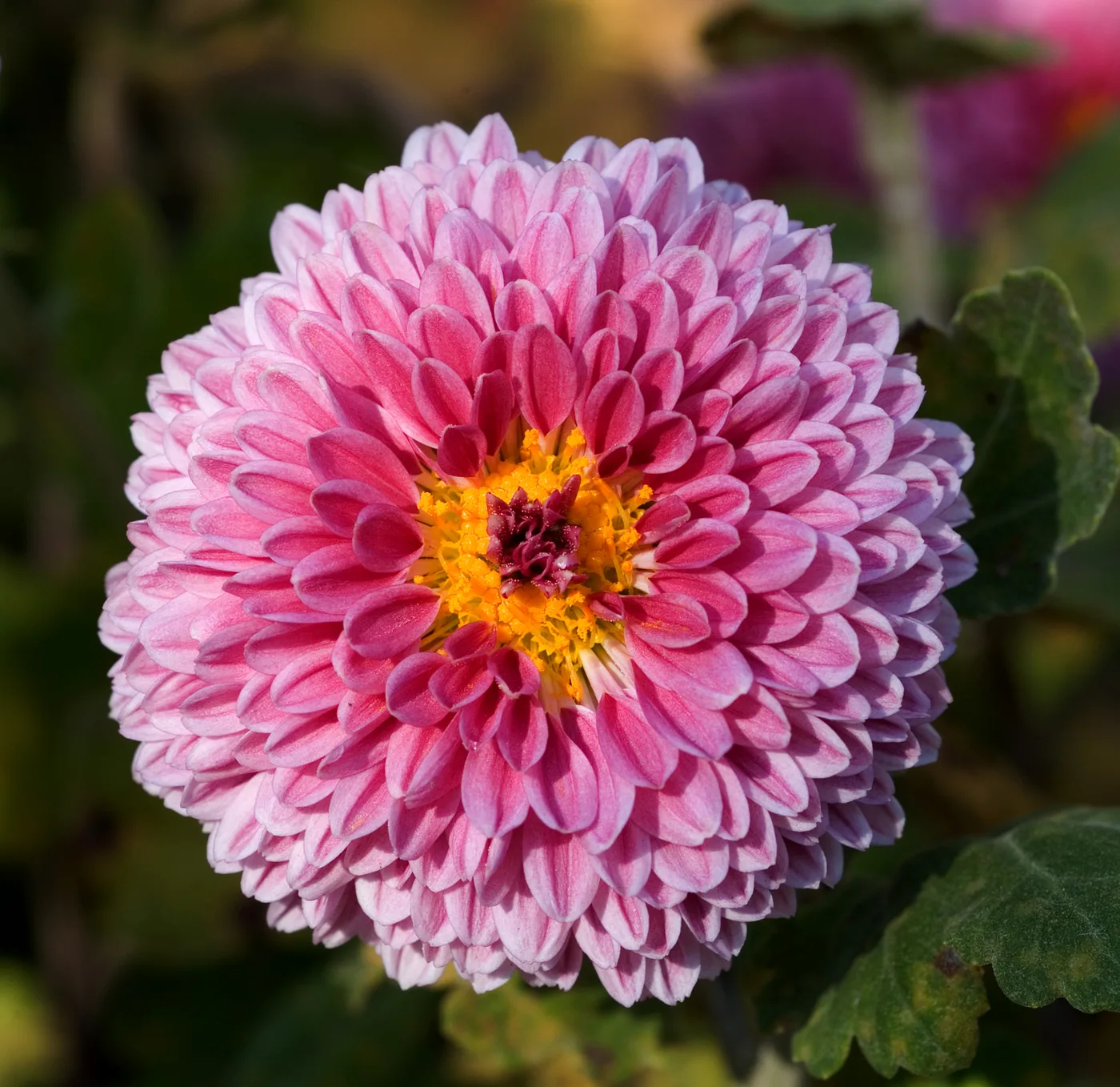 Autumn chrysanthemum