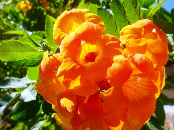 Trompetenblume