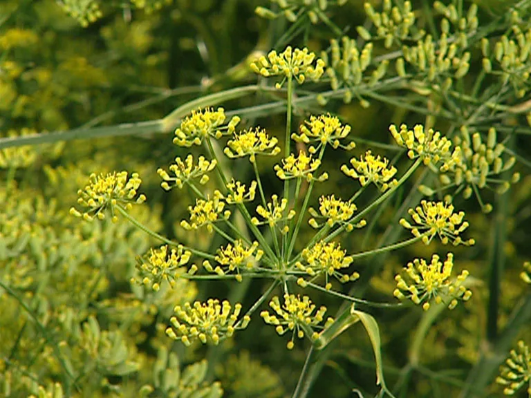 Süßfenchel