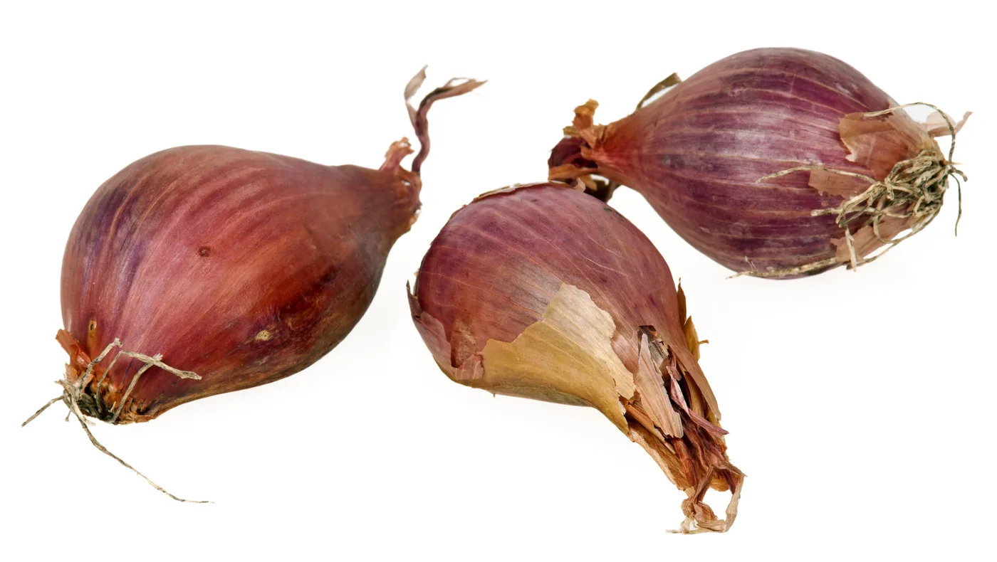 Schalotte