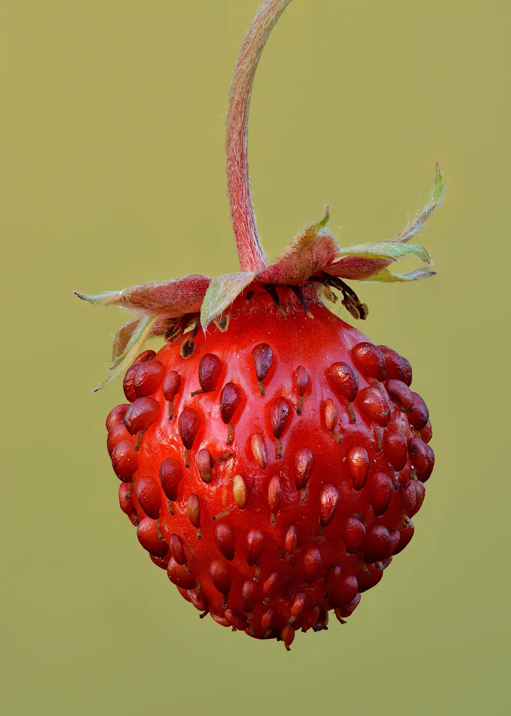 Monatserdbeere