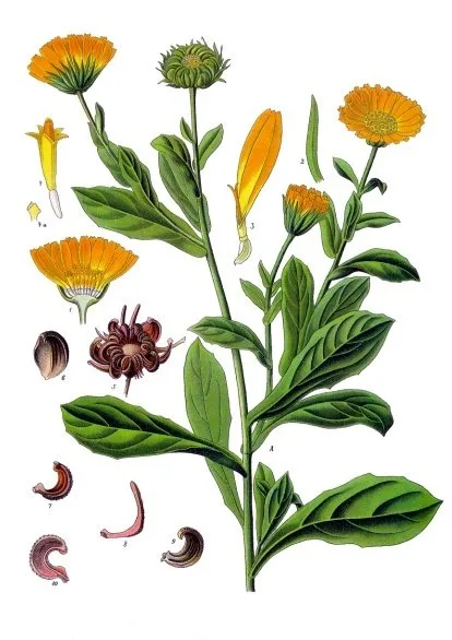 Acker-Ringelblume