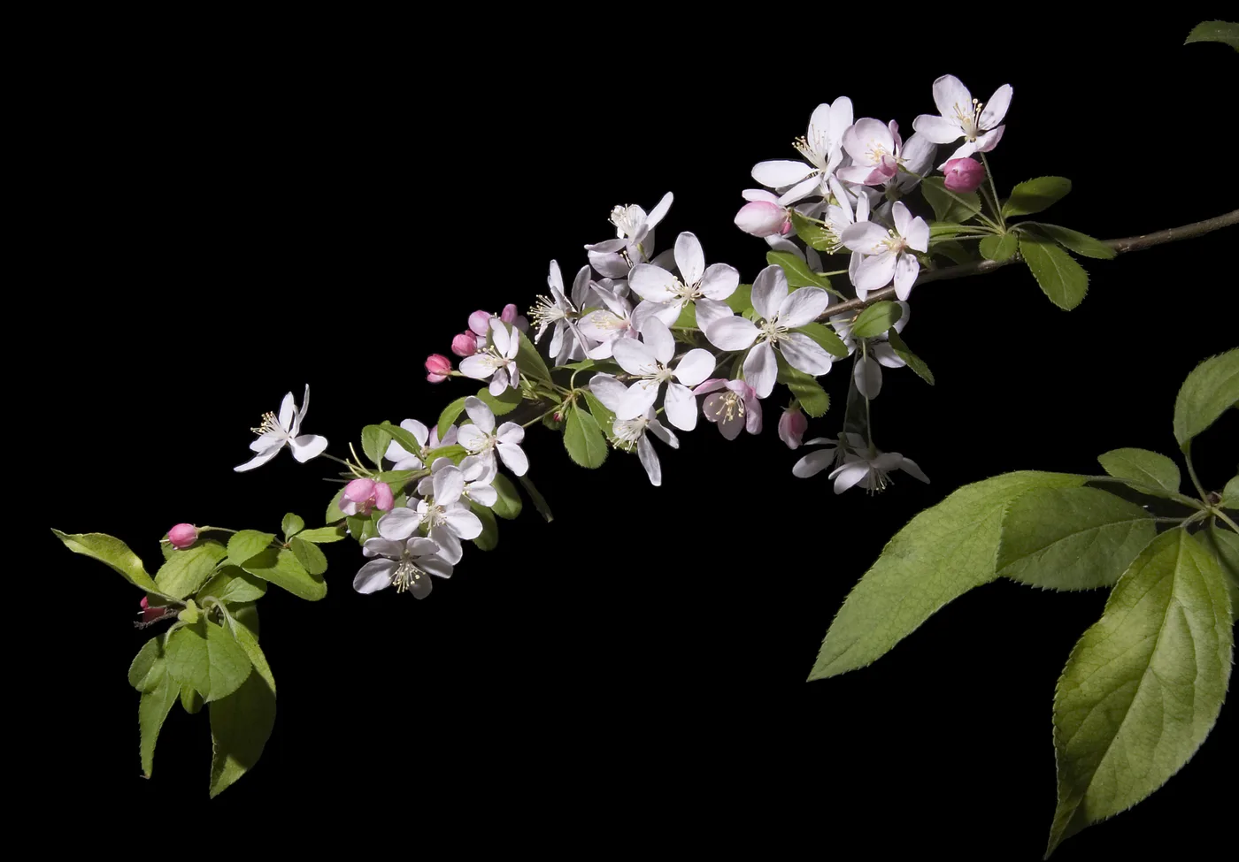 Ornamental apple