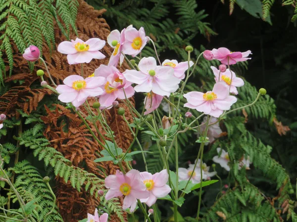 Herbst-Anemone