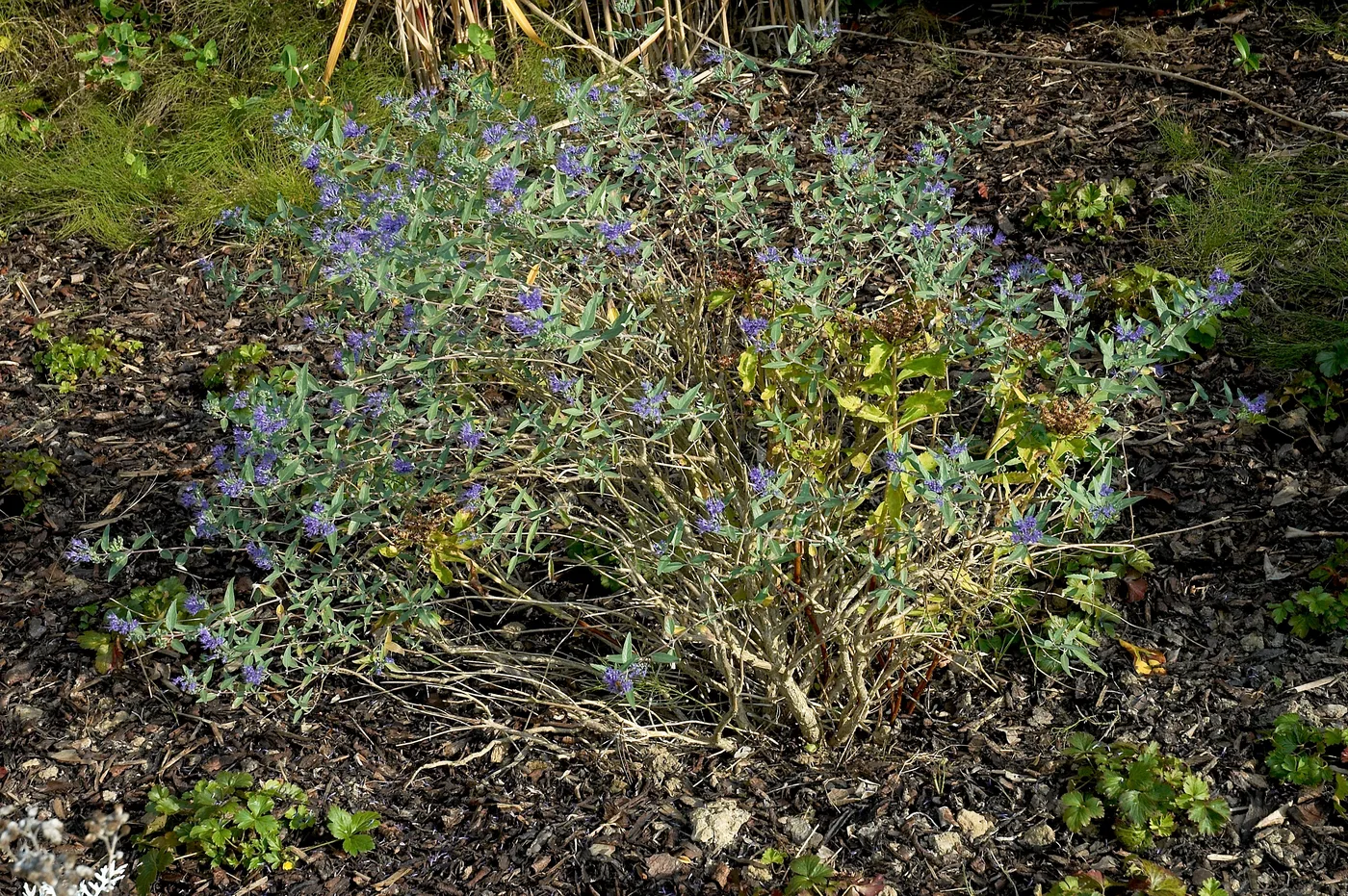 Bartblume