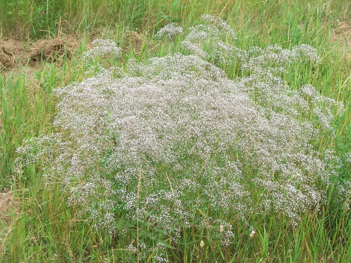 Baby's breath