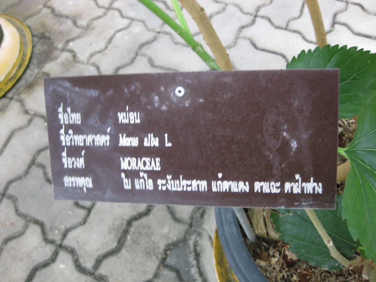 Weiße Maulbeere