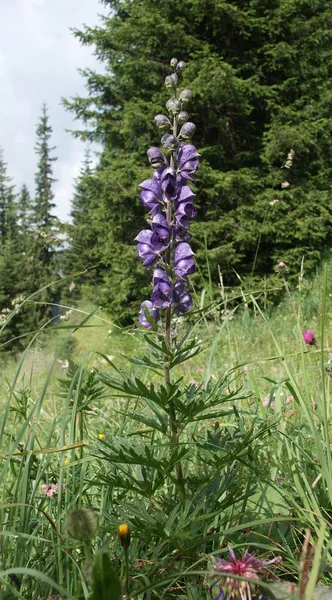 Blauer Eisenhut