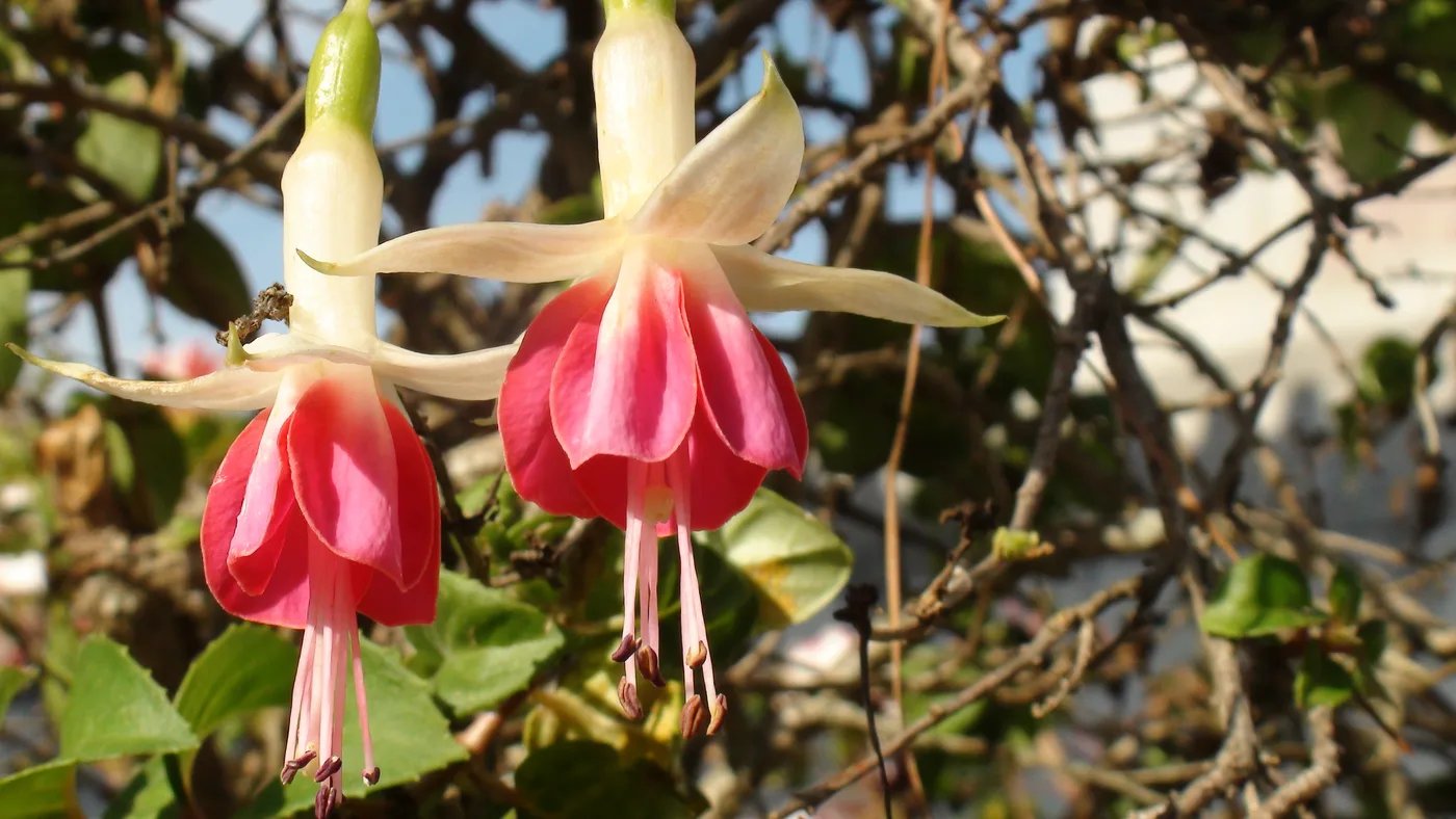 Fuchsie