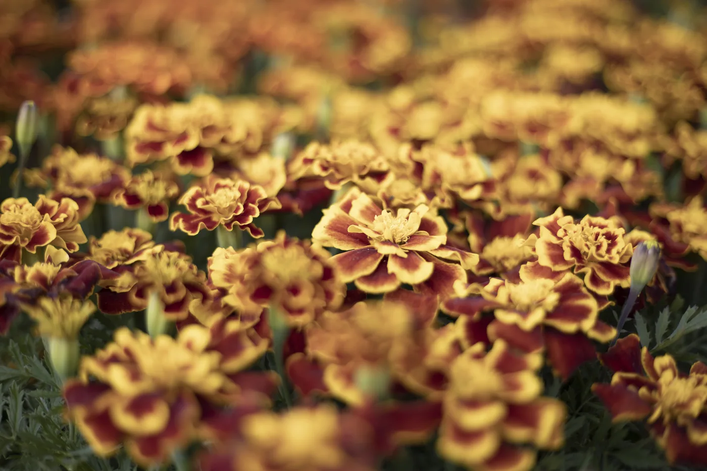 Nematoden-Tagetes