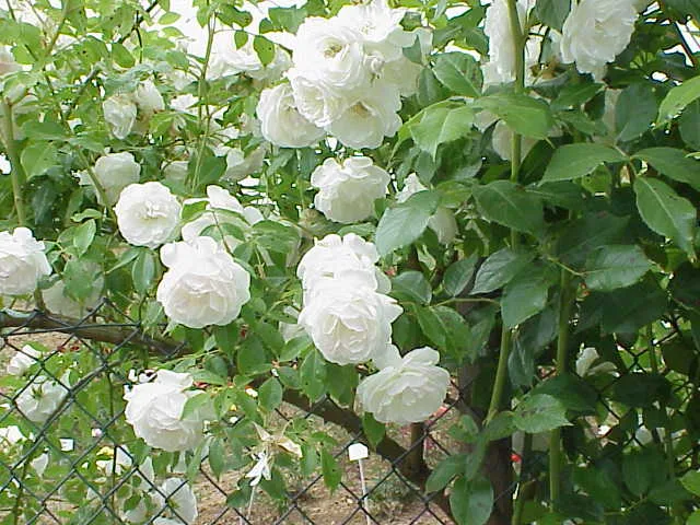 Kletterrose
