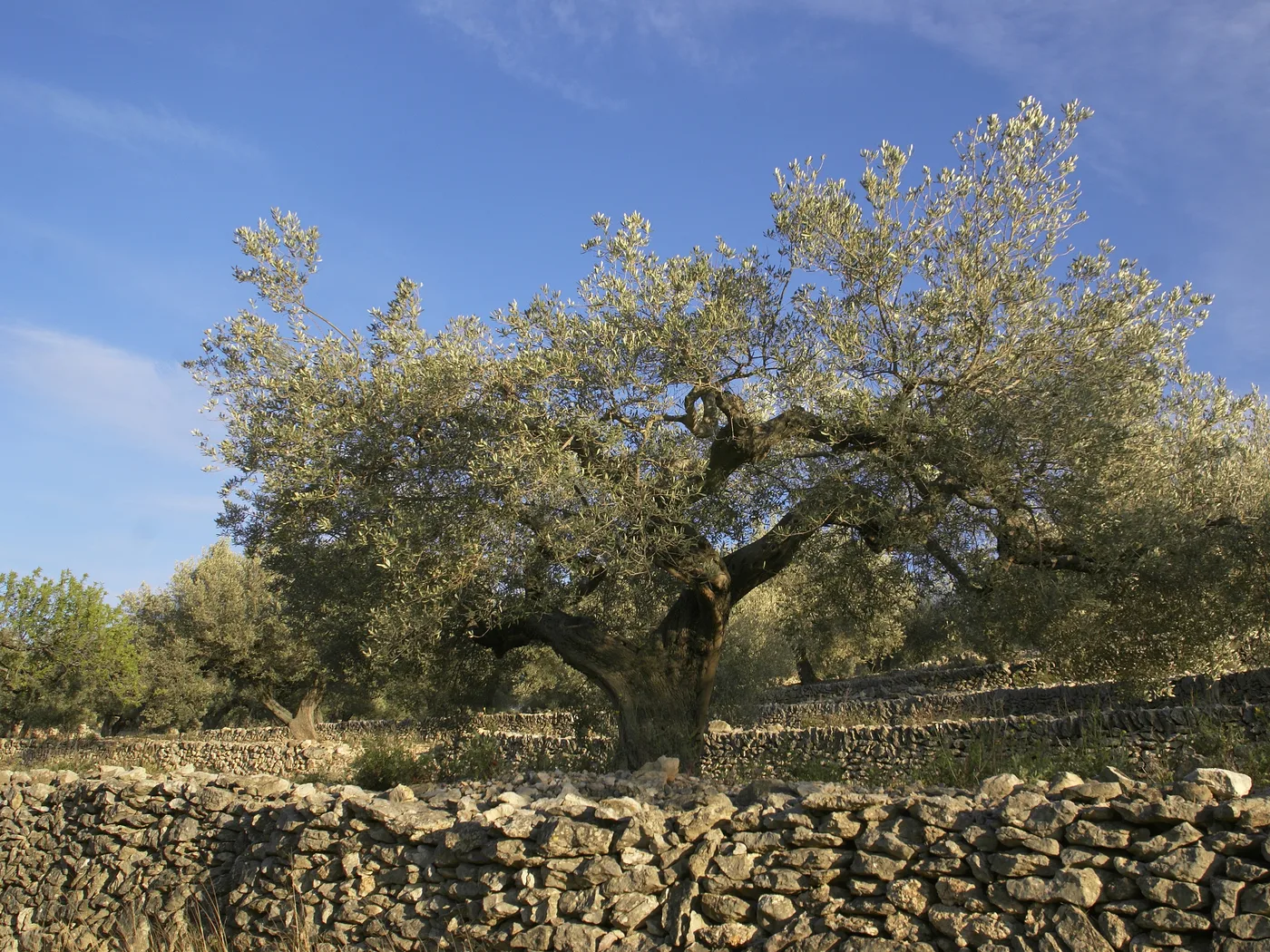 Olivenbaum
