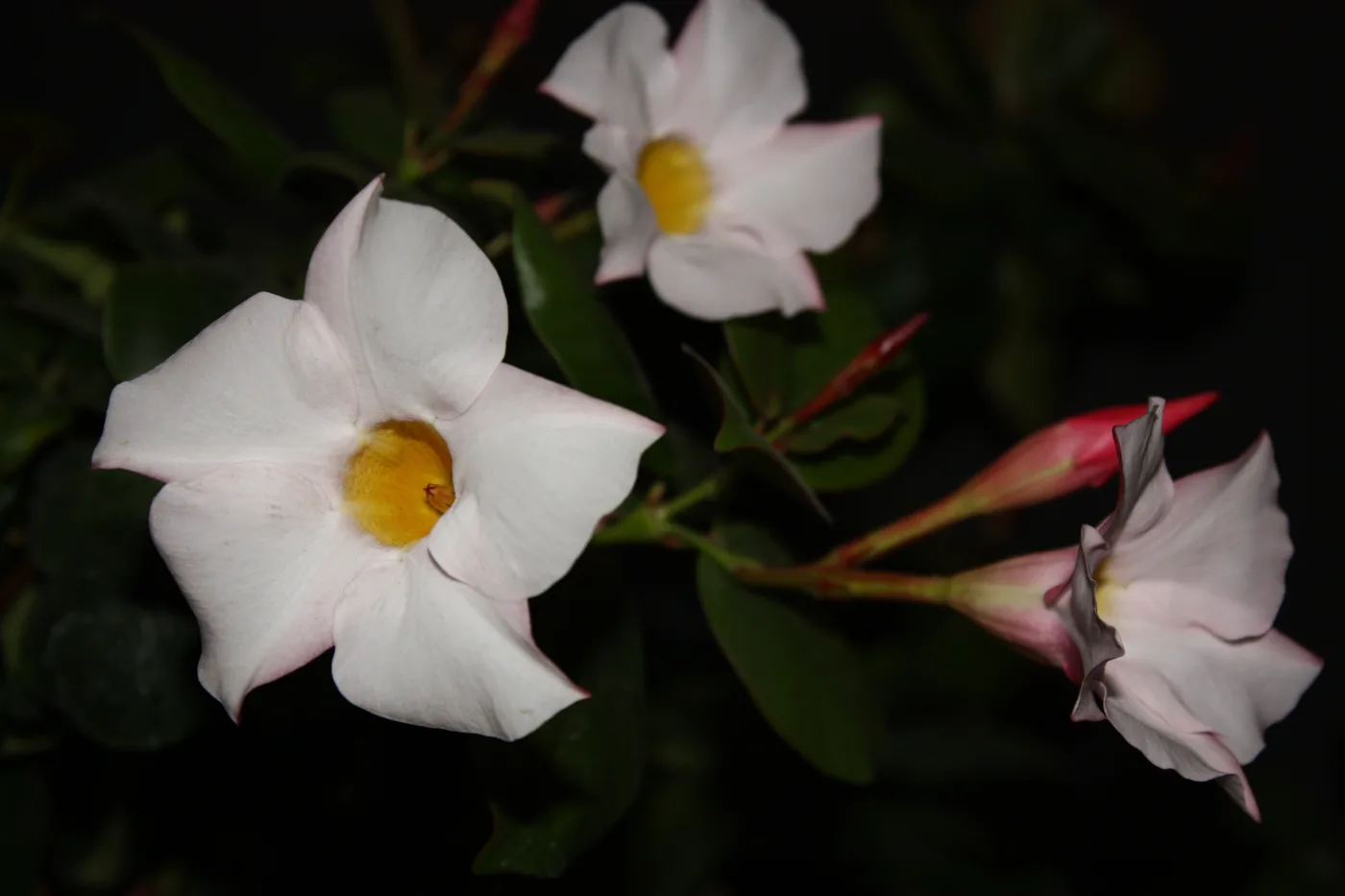 Dipladenia