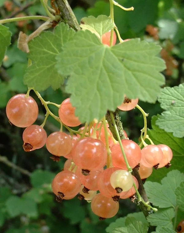 Weiße Johannisbeere