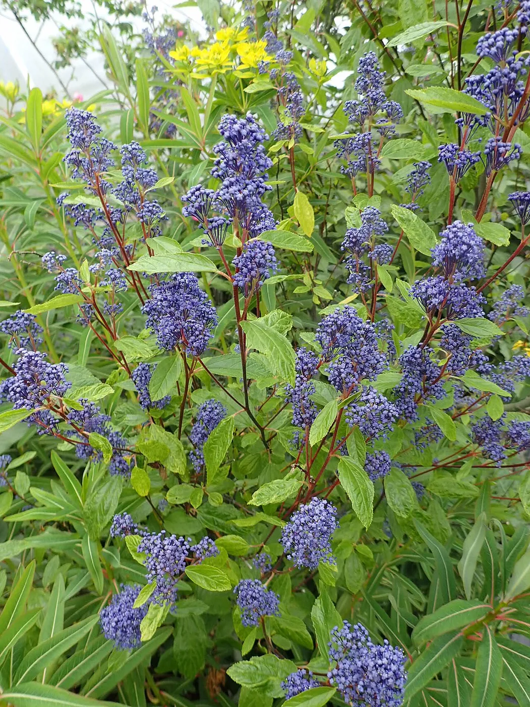 Sackflower