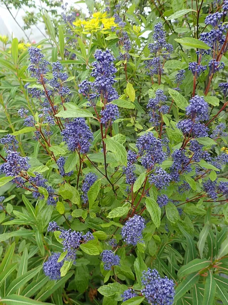 Säckelblume